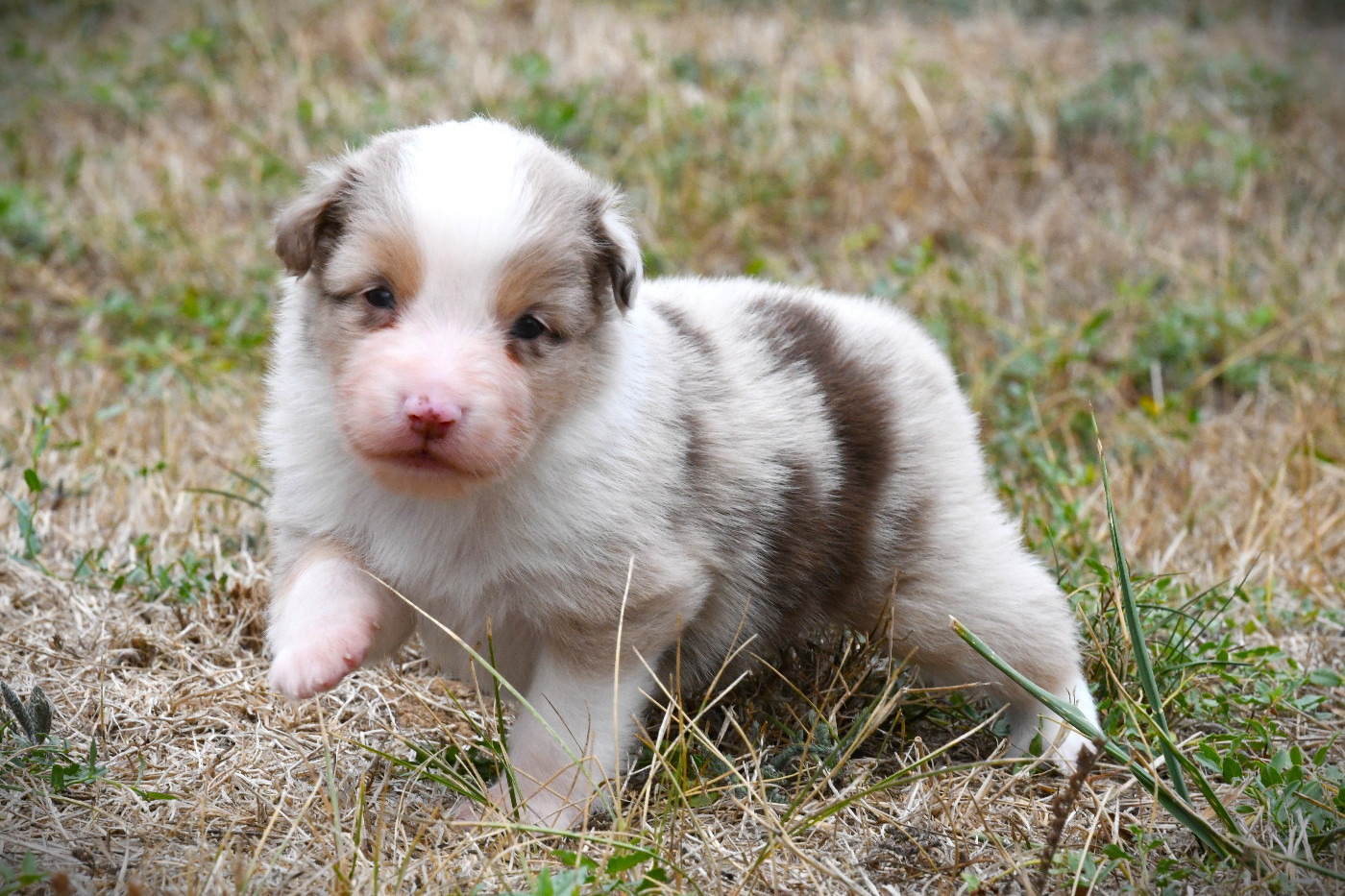 De L'Atoll De Tikéhau - Chiots disponibles - Berger Américain Miniature 