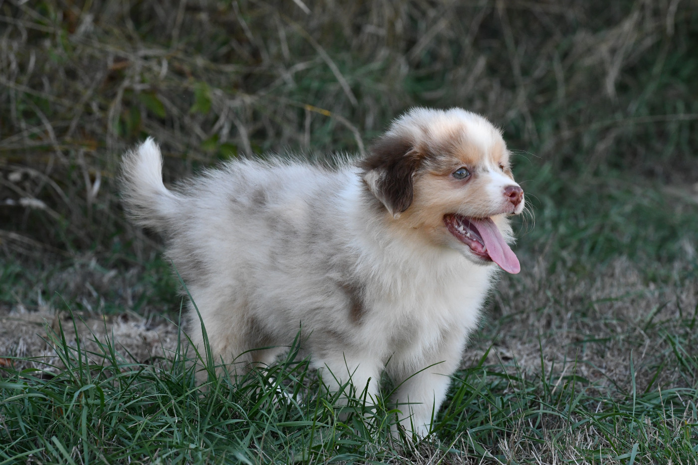 De L'Atoll De Tikéhau - Chiots disponibles - Berger Américain Miniature 