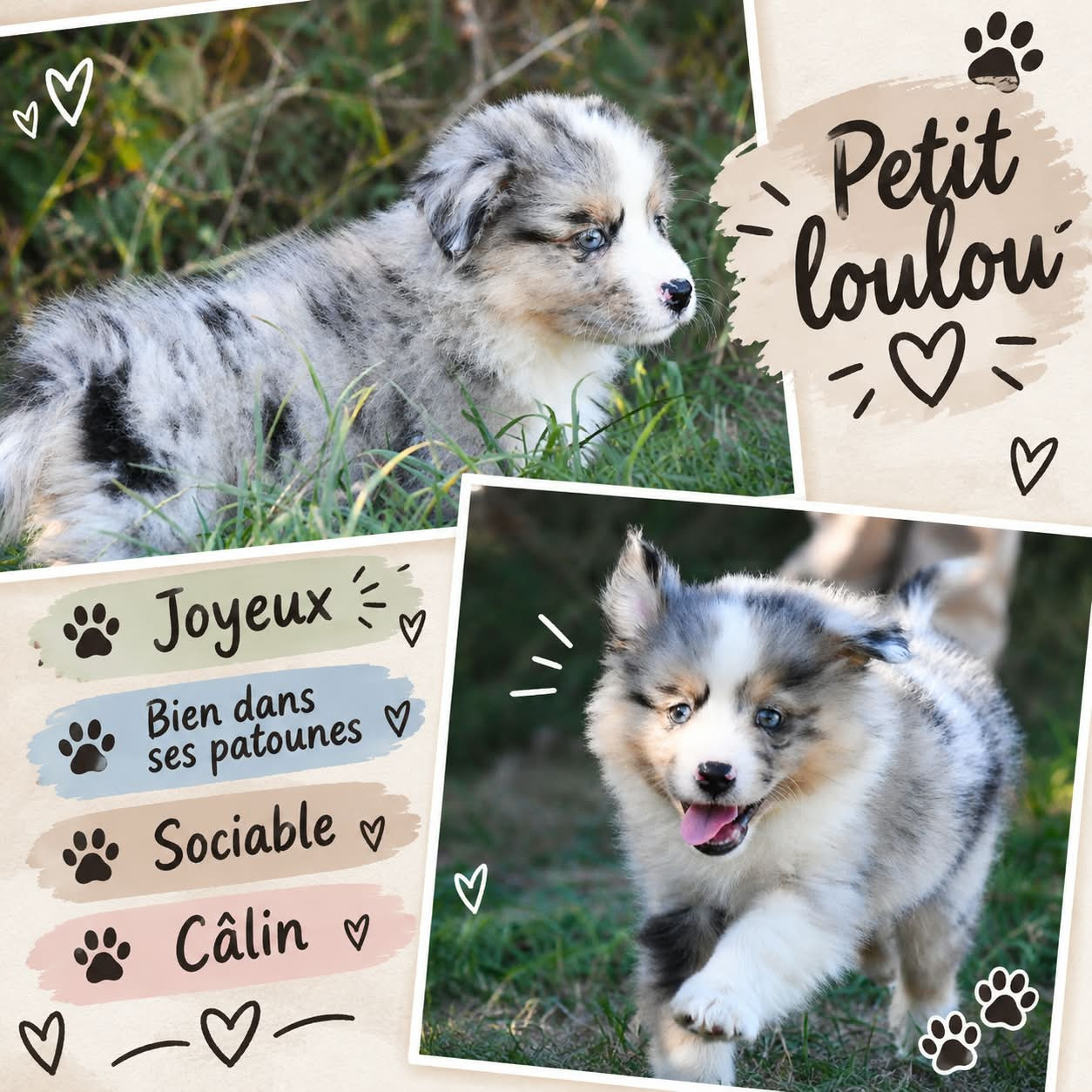 De L'Atoll De Tikéhau - Chiots disponibles - Berger Américain Miniature 