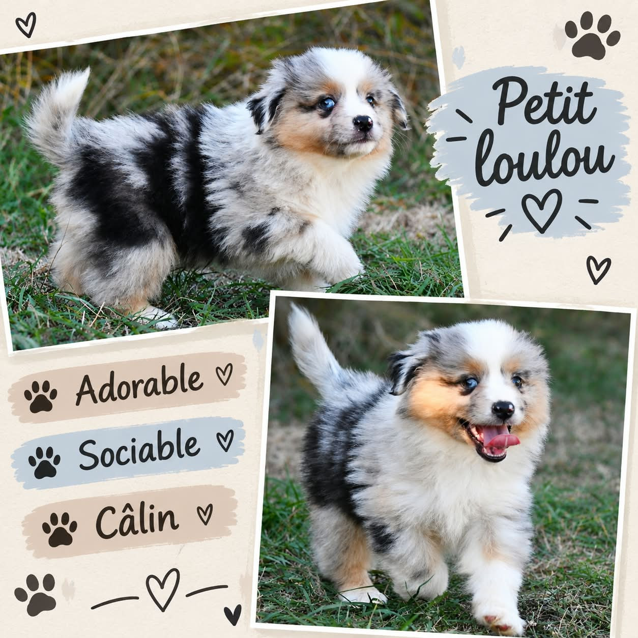 De L'Atoll De Tikéhau - Chiots disponibles - Berger Américain Miniature 