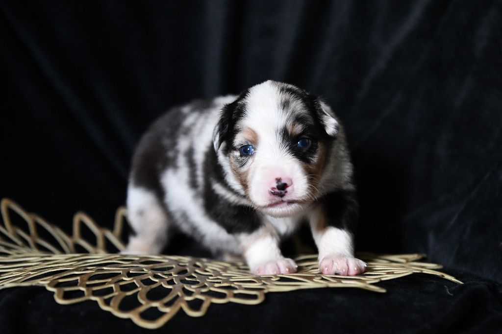 De L'Atoll De Tikéhau - Chiots disponibles - Berger Américain Miniature 