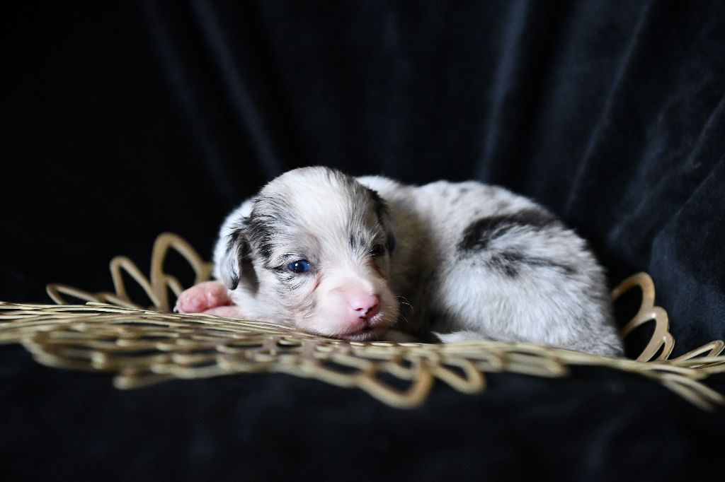 De L'Atoll De Tikéhau - Chiots disponibles - Berger Américain Miniature 