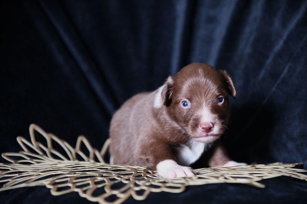 De L'Atoll De Tikéhau - Chiots disponibles - Berger Américain Miniature 