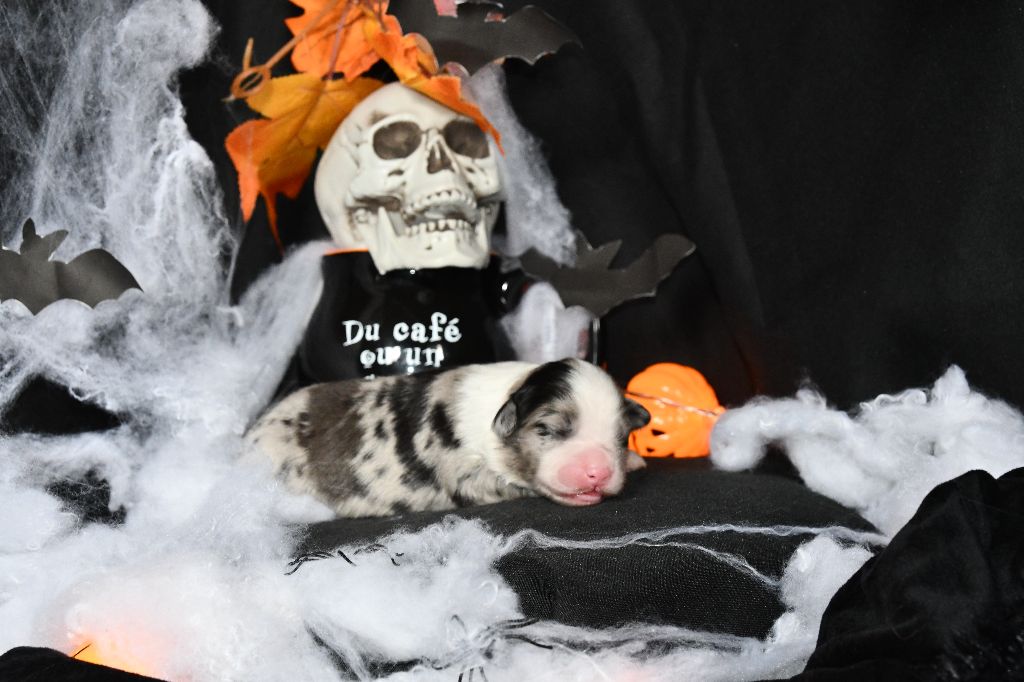 De L'Atoll De Tikéhau - Chiots disponibles - Berger Américain Miniature 