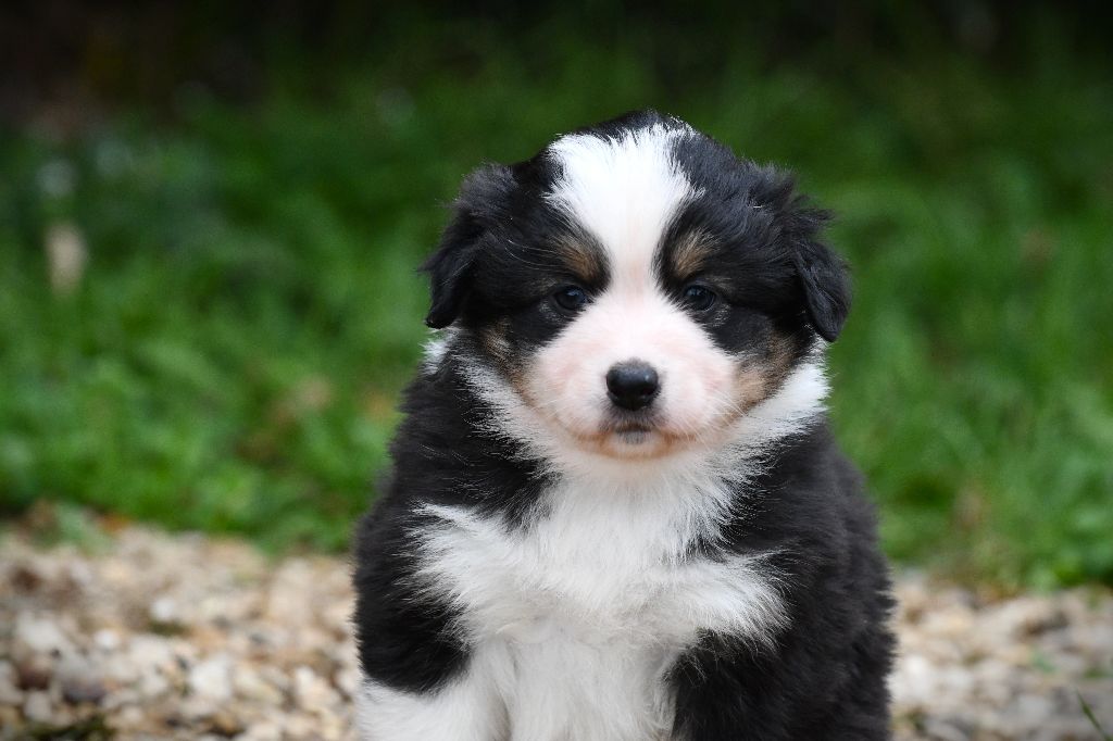 De L'Atoll De Tikéhau - Chiots disponibles - Berger Américain Miniature 