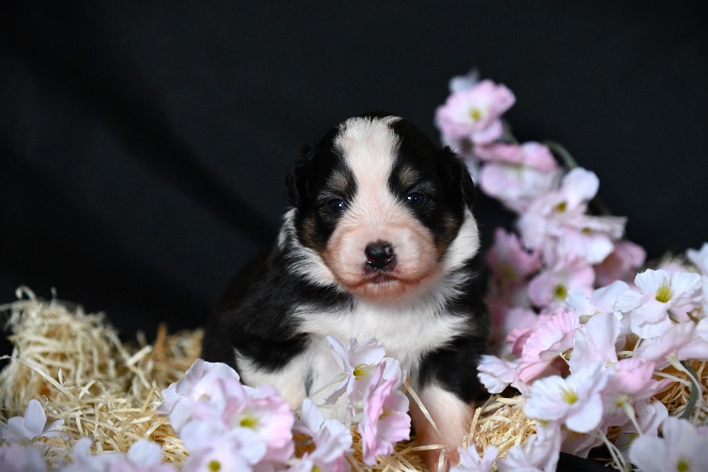 De L'Atoll De Tikéhau - Chiots disponibles - Berger Américain Miniature 