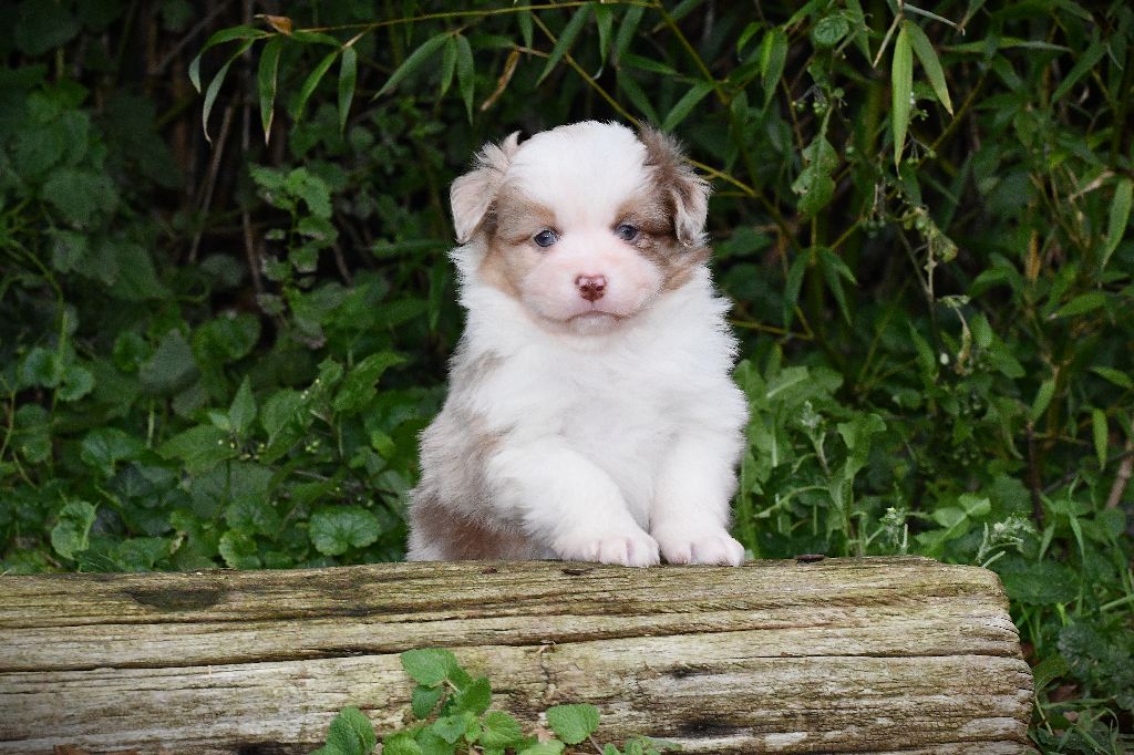 De L'Atoll De Tikéhau - Chiots disponibles - Berger Américain Miniature 