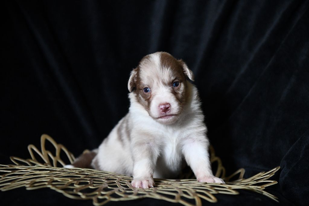 De L'Atoll De Tikéhau - Chiots disponibles - Berger Américain Miniature 