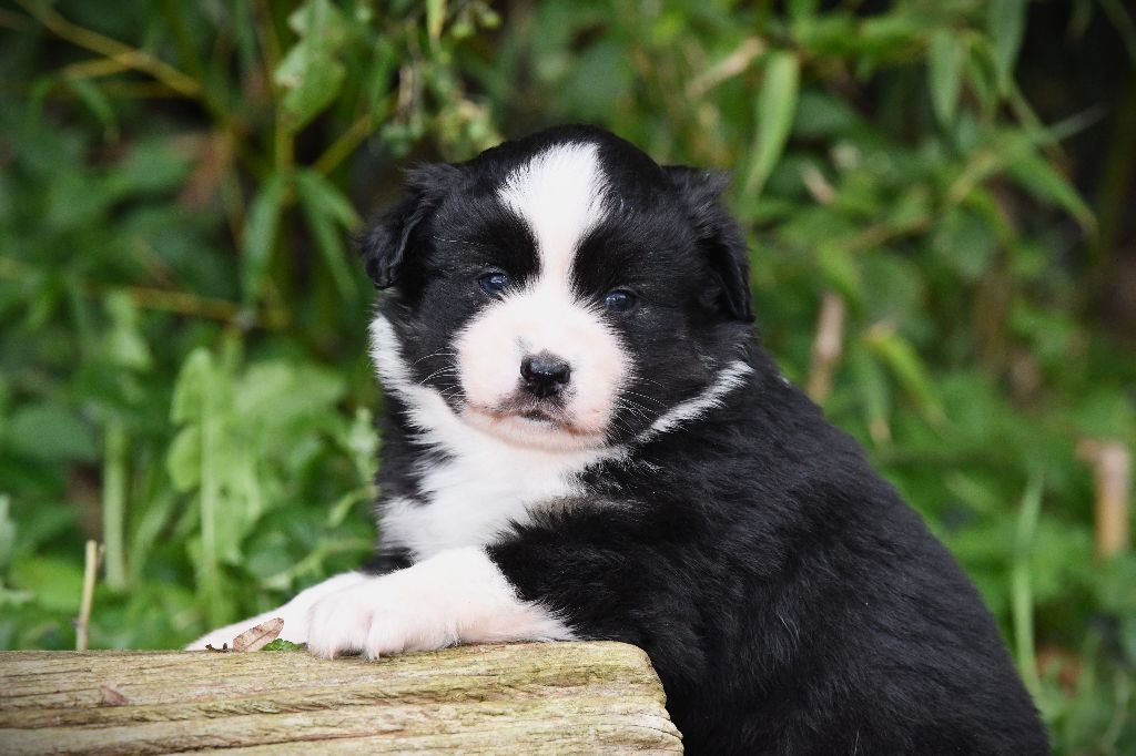 De L'Atoll De Tikéhau - Chiots disponibles - Berger Américain Miniature 