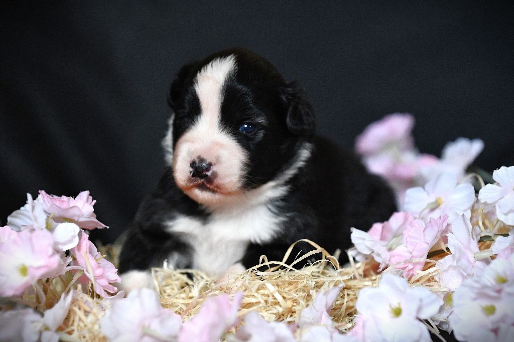 De L'Atoll De Tikéhau - Chiots disponibles - Berger Américain Miniature 