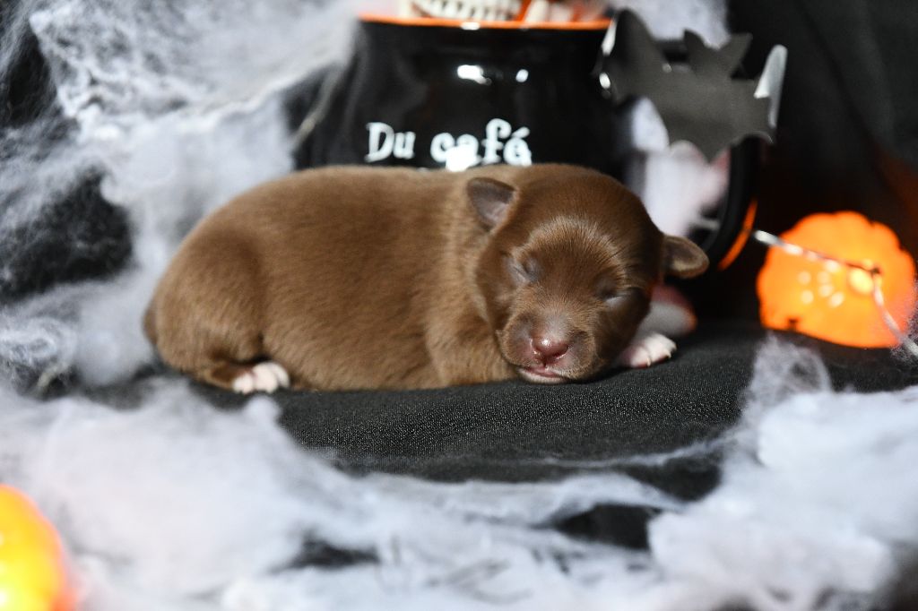 De L'Atoll De Tikéhau - Chiots disponibles - Berger Américain Miniature 