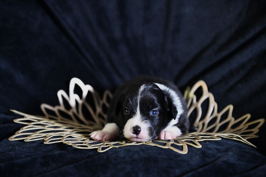 De L'Atoll De Tikéhau - Chiots disponibles - Berger Américain Miniature 