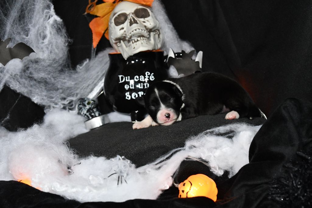 De L'Atoll De Tikéhau - Chiots disponibles - Berger Américain Miniature 