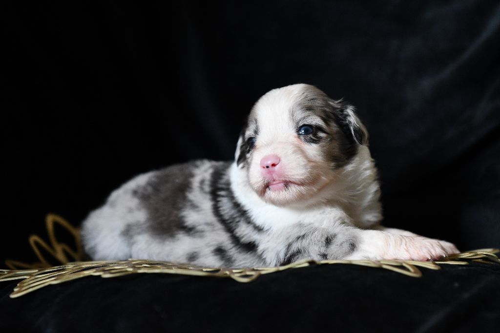 De L'Atoll De Tikéhau - Chiots disponibles - Berger Américain Miniature 