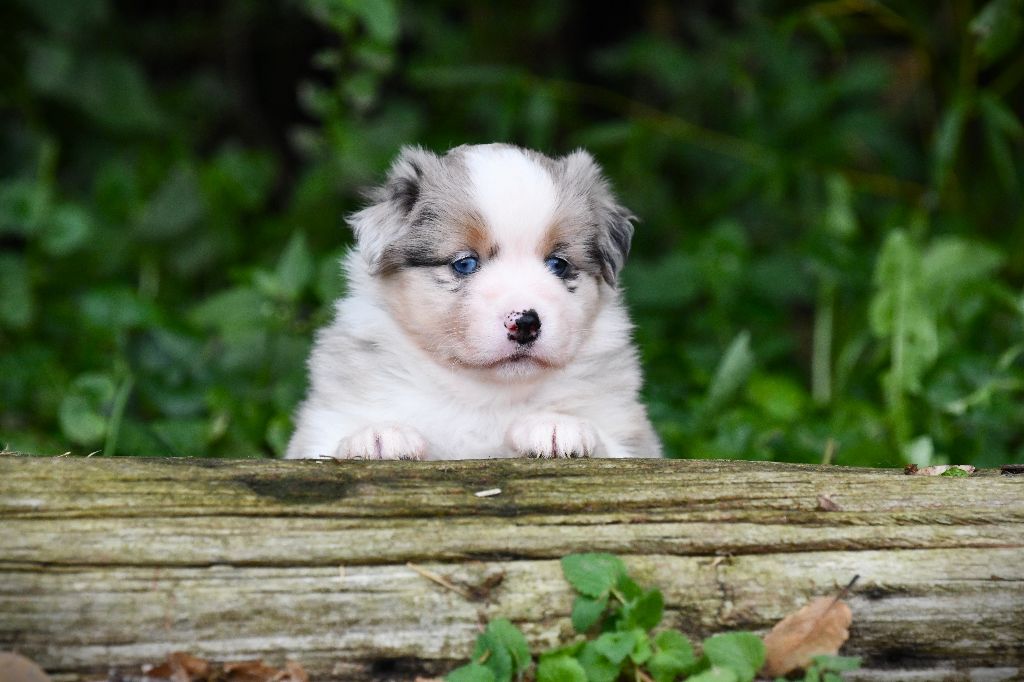 De L'Atoll De Tikéhau - Chiots disponibles - Berger Américain Miniature 