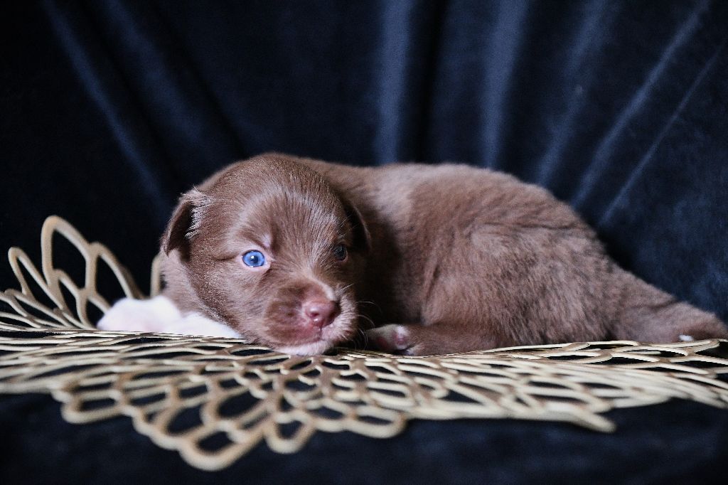 De L'Atoll De Tikéhau - Chiots disponibles - Berger Américain Miniature 