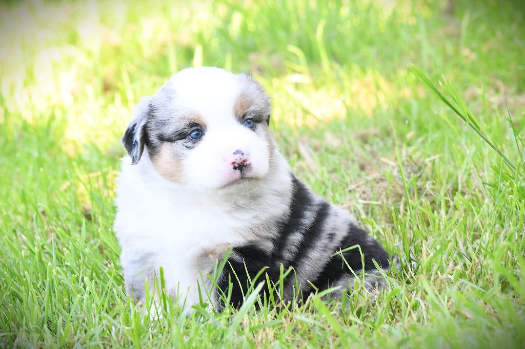 De L'Atoll De Tikéhau - Chiots disponibles - Berger Américain Miniature 