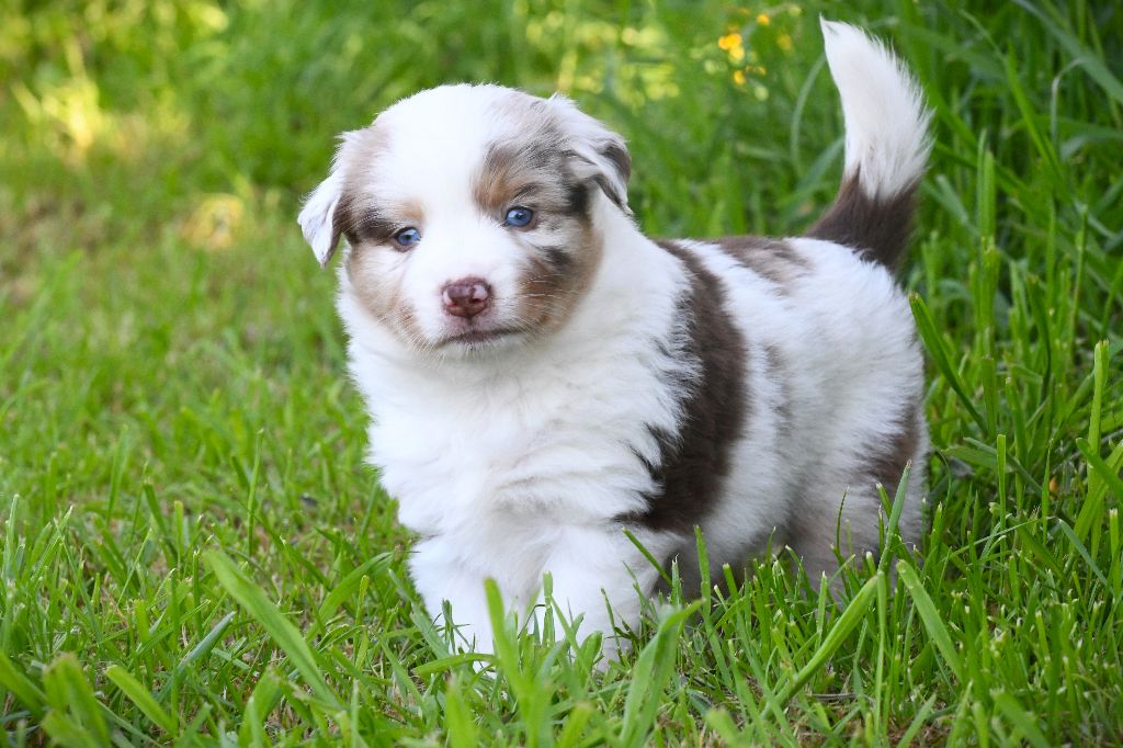De L'Atoll De Tikéhau - Chiots disponibles - Berger Américain Miniature 
