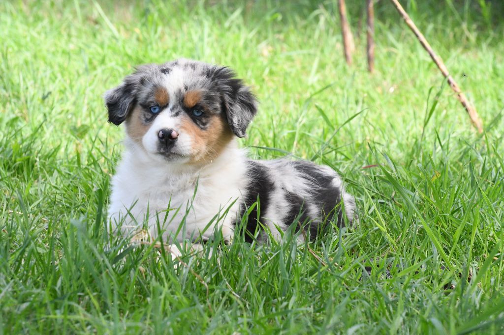 De L'Atoll De Tikéhau - Chiots disponibles - Berger Américain Miniature 