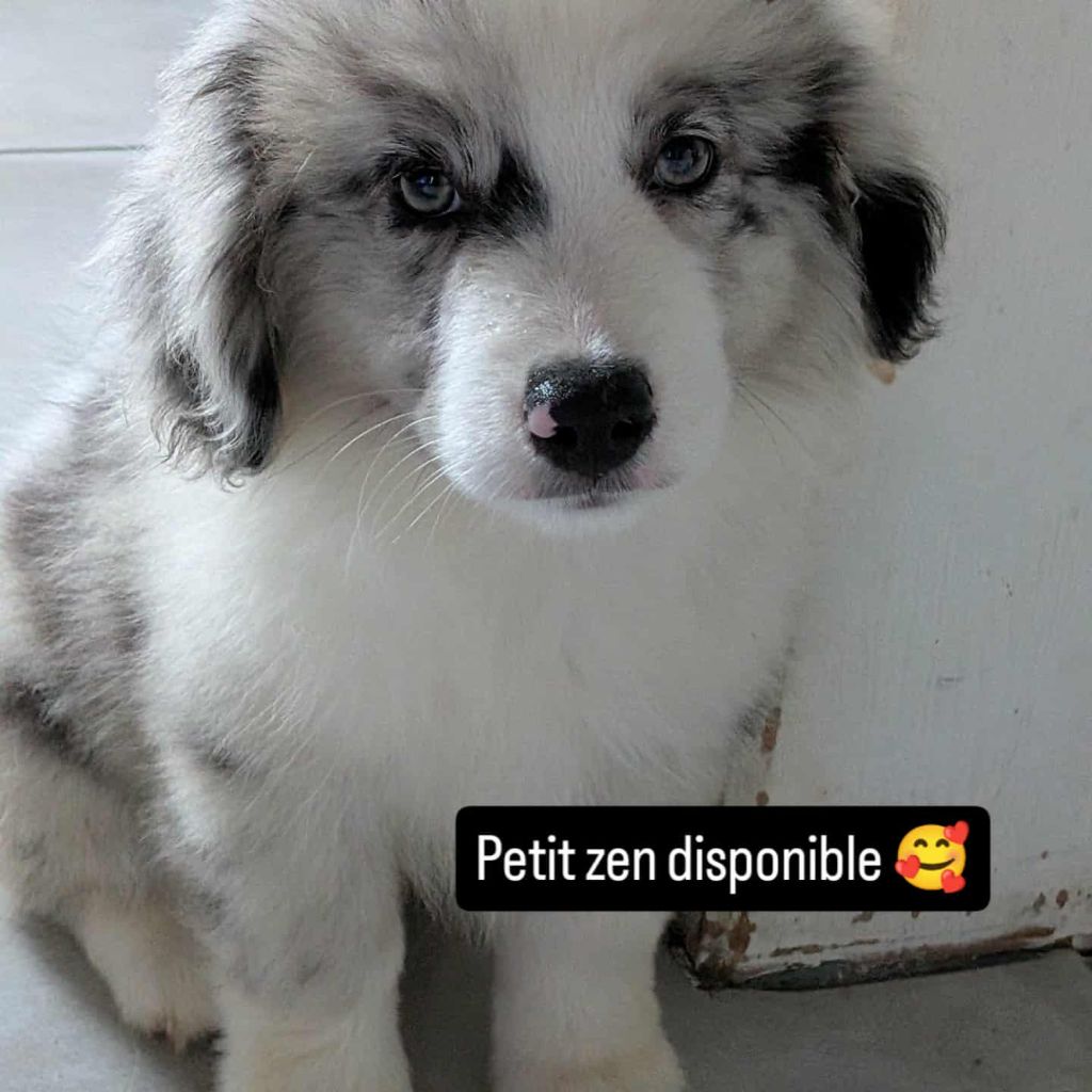 De L'Atoll De Tikéhau - Chiots disponibles - Berger Américain Miniature 