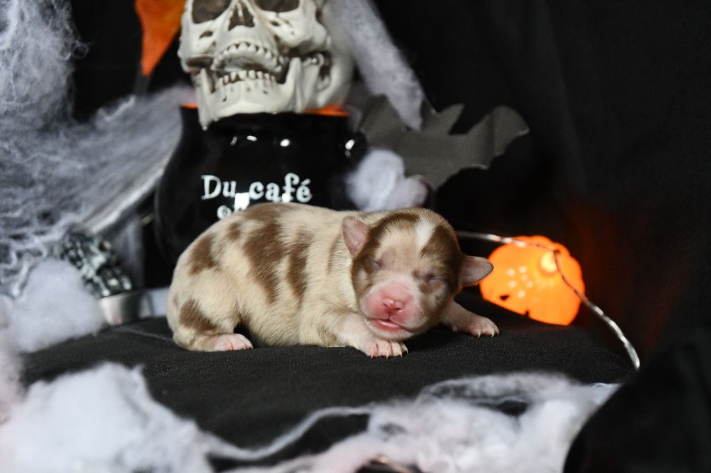 De L'Atoll De Tikéhau - Chiots disponibles - Berger Américain Miniature 