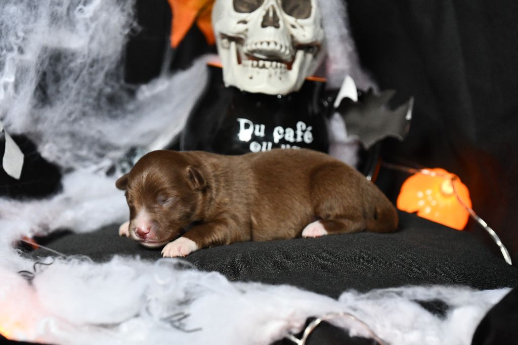 De L'Atoll De Tikéhau - Chiots disponibles - Berger Américain Miniature 