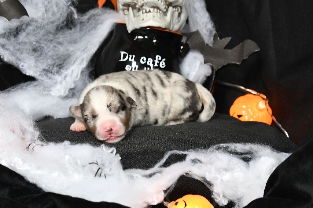 De L'Atoll De Tikéhau - Chiots disponibles - Berger Américain Miniature 