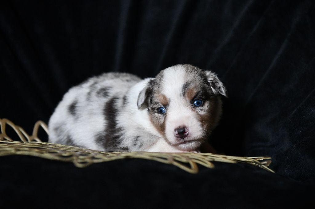 De L'Atoll De Tikéhau - Chiots disponibles - Berger Américain Miniature 