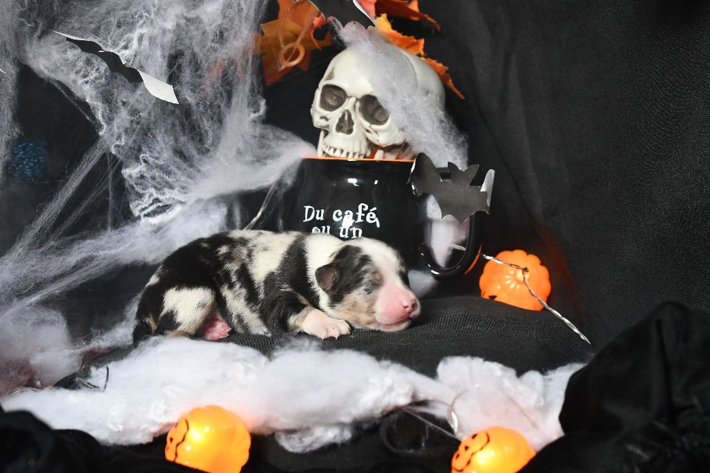 De L'Atoll De Tikéhau - Chiots disponibles - Berger Américain Miniature 