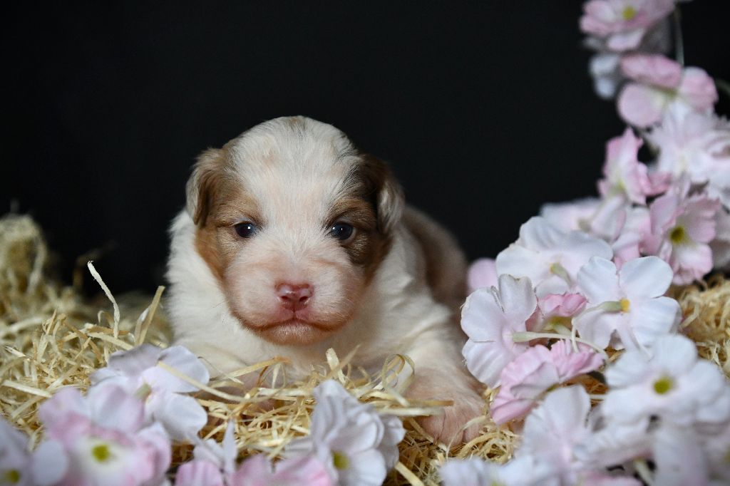 De L'Atoll De Tikéhau - Chiots disponibles - Berger Américain Miniature 