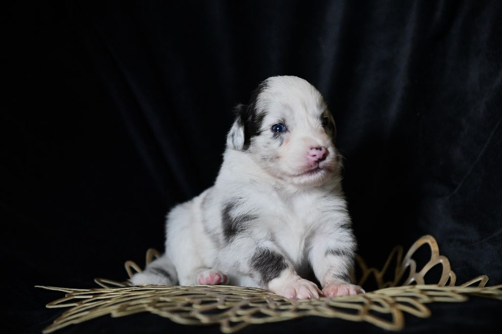 De L'Atoll De Tikéhau - Chiots disponibles - Berger Américain Miniature 